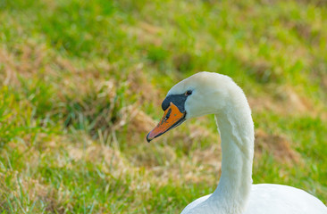 Swan in a green meadow in sunlight in winter