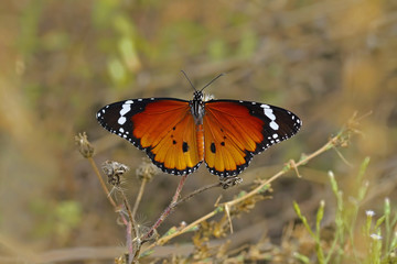 Obraz premium Sultan kelebeği -Danaus chrysippus