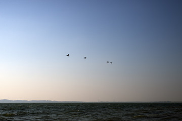 Obraz na płótnie Canvas Four cormorants flying in sunrise over the sea.
