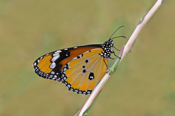 Sultan kelebeği -Danaus chrysippus