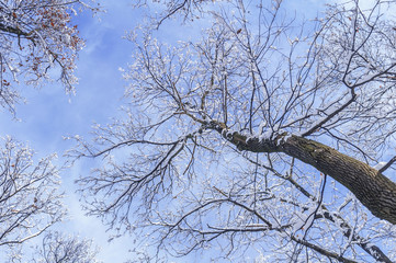 Up view snow covered branch and natural blue cloudy sky background
