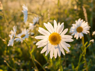 White chamomiles lit by the summer dawn sun on a meadow.