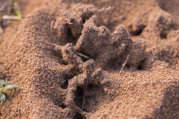 Anthill or ant colony.