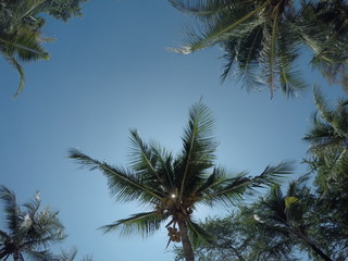 Naklejka na ściany i meble Blue sky and the palm tree