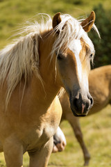Obraz na płótnie Canvas Portrait of a White and Brown Horse