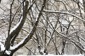 branches covered with snow, chaotic pattern of branches.
