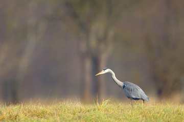 Graureiher (Ardea cinerea) auf einer Wiese im Naturschutzgebiet Mönchbruch bei Frankfurt,...