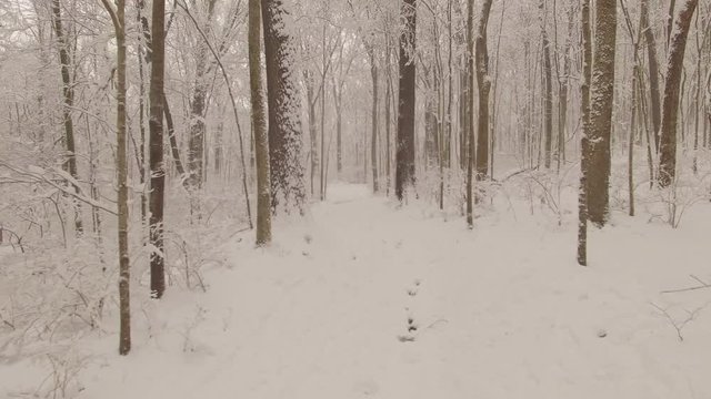Nashville Snow- Woods dolly out footprints