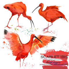 Scarlet ibis hand draw watercolor illustration set - obrazy, fototapety, plakaty