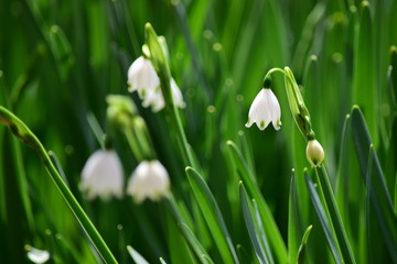 スノーフレーク