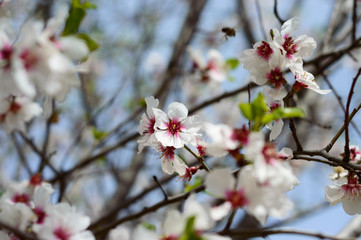 Fototapeta na wymiar Spring Blossoms