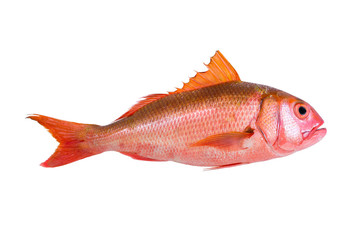 Deep sea live fresh fish straight shape.Orange fish from deep andaman sea best for sushi and seafood restaurant isolated white background..