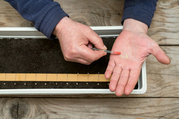 Farmer`s  hand holding tweezers precisely planting seeds for pepper seedlings