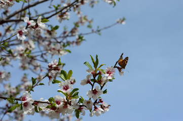 Spring Butterfly