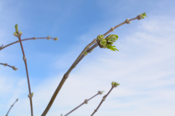 Branches with blossoming buds after winter against the sky. spring, new life