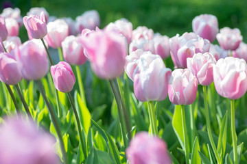 Fototapeta premium Flowers pink tulips in the garden