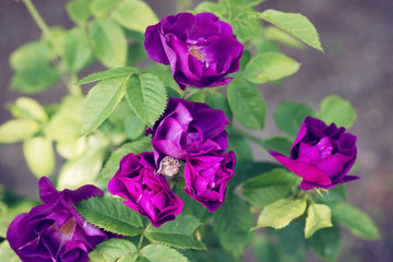 Flower of a rose blooms in the garden