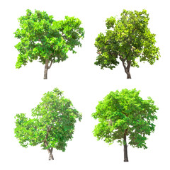 Isolated tree vector on white background.	