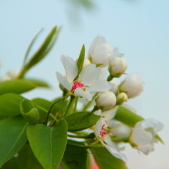 Obraz premium Flower