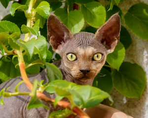 Young Devon Rex cat, male kitten nearly furless, looking curiously