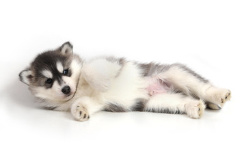 Fototapeta na wymiar Cute puppy Siberian husky