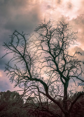 Obraz premium cloudy sky tree