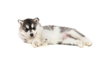 Obraz premium Cute puppy Siberian husky