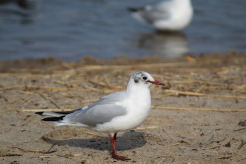 Möwe stehend