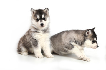 Cute puppy Siberian husky