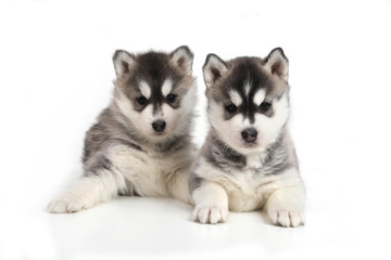 Cute puppy Siberian husky