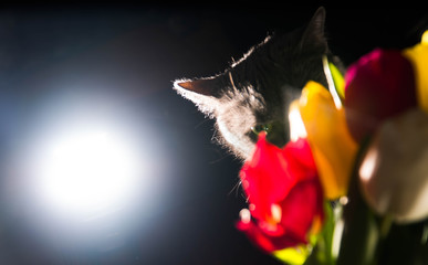 cat and flowers portrait blue russian tulip celebration happiness smile