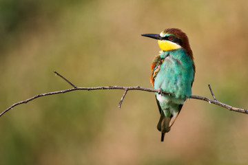 European bee-eater (Merops apiaster) sitting on a stick
