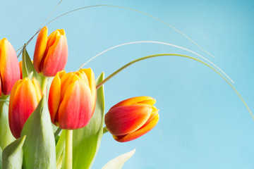 Bunch of red and yellow tulip flowers on punchy blue background. Spring concept.