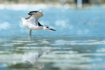 Wings exercise..Crab plover migratory water bird moving wings while resting at laem pakarang Phang Nga Thailand with water reflection and bokeh background.