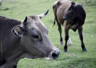 Naklejka na ściany i meble Cow in countryside pasture, ecology.