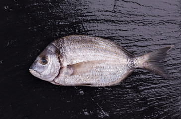Sea bream or dorado sea fish on dark slate background.