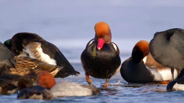 Red-crested pochard (Netta rufina) at frozen lake