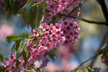 Tiger flowers winter Thailand