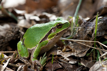 Tree frog (Hyla arborea) syn. (Rana arborea), European tree frog on the forest ground, in natural environment, natural habitat