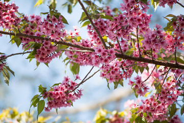 Tiger flowers winter Thailand