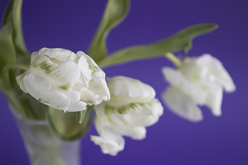 Unusual white tulips on violet background.