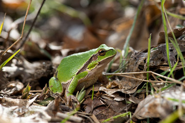 Tree frog (Hyla arborea) syn. (Rana arborea), European tree frog on the forest ground, in natural...