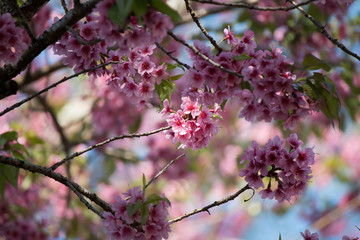 Tiger flowers winter Thailand