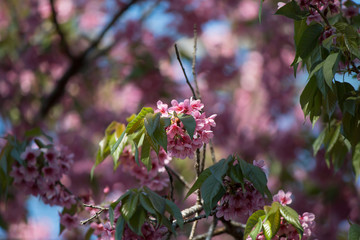 Tiger flowers winter Thailand