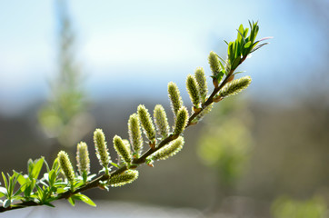 first sings of spring