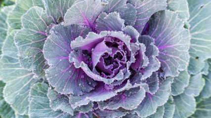 Obraz premium White and green Longlived Cabbage in a vegetable garden.