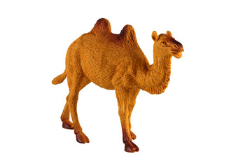 Home Bactrian camel