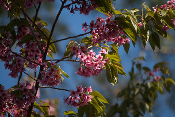 Tiger flowers winter Thailand