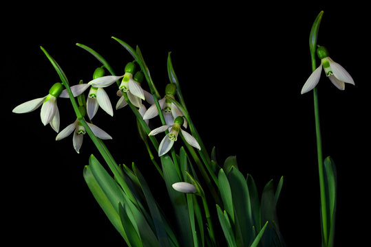 Snowdrop on black background
