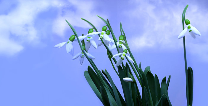 Snowdrop
